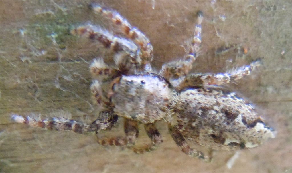 Marpissa muscosa